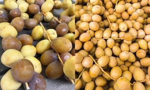 تصویر 5 از خرما برحی  آبادان + قیمت عمده
